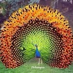 jose Isidro Bustos Tenorio - @joseisidrobustos - Instagram