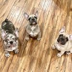 Isidro Centeno - @invictus_french_bulldogs - Instagram