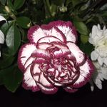 Isidro Jauregui - @isidro_jauregui - Instagram
