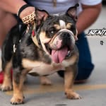Isidro Macias - @bdf19_chiloskennels - Instagram
