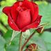 Isidro Macias - Facebook