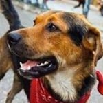 Isidro Matapacos🐶✊🏽 - @isidromatapaco - Instagram