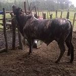 Isidro Murillo - @isidromurillo9347 - Instagram