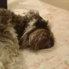 isis almendra - @isismalone - TikTok