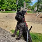Isla Henderson - @dogs.behaving.baxterly - Instagram