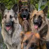 Isla_Kelly - @isla_kellydoglover - TikTok
