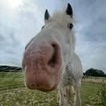 Isla 🐴🤍 - @isla_mitchell12 - Instagram