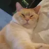Ismael Blanco - @ismael.blanco53 - TikTok