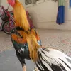 Ismael. Viera.🤑🤑 - @ismael.viera - TikTok