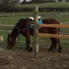 I love horses - @isobeltaylor2009 - TikTok