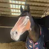 Izzie - @isobeltaylor79 - TikTok