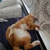 Israel Borjas - @israel.borjas1 - TikTok