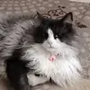 issa badran - @issa.badran83 - TikTok