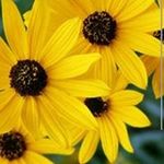 Sameera Issa Batarseh - @batarsehsameera - Instagram
