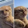 issacjames.co - @issacjames.co - TikTok
