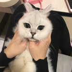 Issac Lam - @issac_lam - Instagram