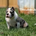 Issac Moore - @moores_american_bully_kennels - Instagram