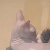 issac_ryan - @.qwerk_ - TikTok