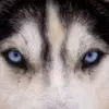 issacwolf151 - @issacwolf151 - TikTok