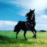 István Németh - @nemeth4333 - Instagram