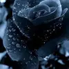 István Németh-Balázs - @pittike19800604 - TikTok