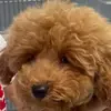 Itzel Iñiguez - @itzel.iiguez - TikTok