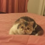 Ivan Harmon - @ivanharmon - Instagram
