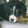 Iva Hornikova - @iva.hornikova - TikTok