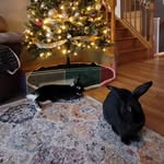 Iva Mitchell - @cloverwaffflesthumper - Instagram