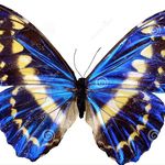 Iva Moss - @ivamoss9461 - Instagram