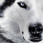 Iva Wolf - @wolfiva - Instagram