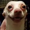Ivan Casas  - @sirdoggosolos - TikTok