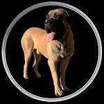 Ivan The English Mastiff - @ivanthemastiff - Instagram