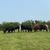 Ivan_westgate45 - @farmer_ivan56 - TikTok