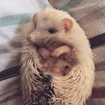 The Adventures Of Ivan Finn - @ivanfinn_hedgie - Instagram