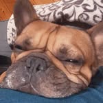 Ivan | French Bulldog - @ivan_the_frenchie_ - Instagram