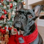 IVAN [french bulldog]⭐ - @that.terrible.ivan - Instagram