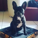 Ivan Frenchie - @frenchieivan - Instagram