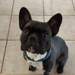 ivan🐾💙 - @ivan_frenchbulldog - Instagram