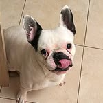 ivan🐷 - @ivan_thefrenchie - Instagram