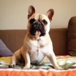 Ivan The Frenchie - @ivanthefrenchie - Instagram