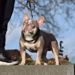 owner frenklin - @ivan_the_french_buldog - Instagram
