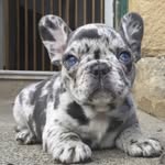 SCLA frenchies - @ivan_frenchies - Instagram