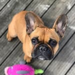 Václav & Ivan - @vaclav_ivan_frenchbulldogs - Instagram