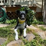 Iván Friedman - @dogz.n.dice - Instagram