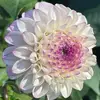 Ivan Harris - @ivan.harris89 - TikTok