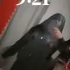 perla - @ivan.moran964 - TikTok