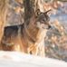 Ivan Nagy Photography - Facebook