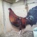 Ivan Pinzon - Facebook