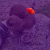 ☆ivan, keks and scraps☆ - @germanpointer_ivan - TikTok